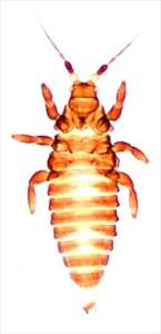 Uzelothrips scabrosus.jpg