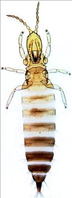 Pseudocryptothrips meridialis.jpg