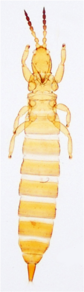 Anaglyptothrips.jpg