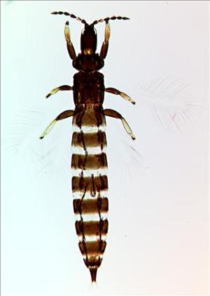 Karnyothrips flavipes.jpg