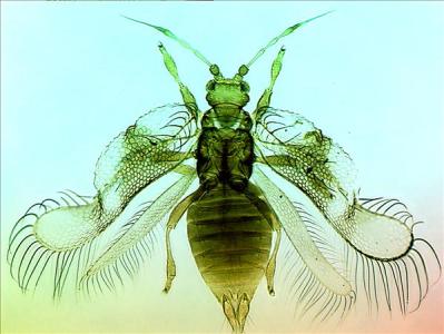 Arachisothrips millsi.jpg