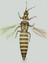 S.DichromoSmithi.jpg