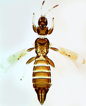 Desmoaliceae.jpg