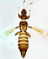 Thumbnail for version as of 00:25, 25 March 2013