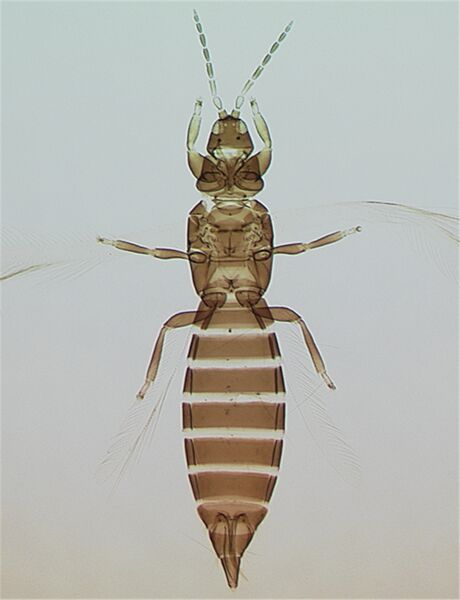 File:ParrellaFull.jpg