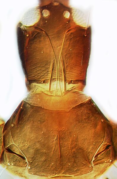 File:Hoplothrips orientalis.jpg
