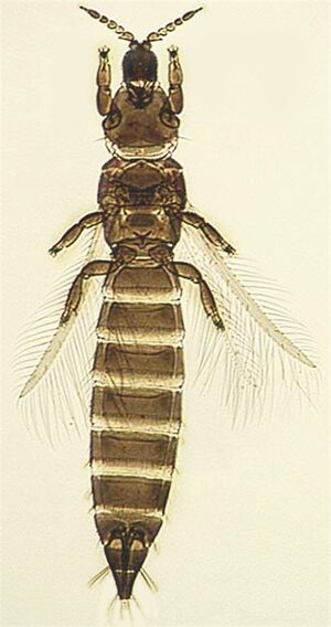 Chirothrips ah.jpg