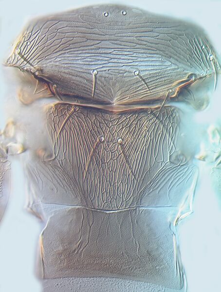 File:Thrips simplex metanotum.jpg