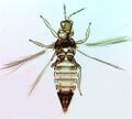 Thumbnail for version as of 03:01, 25 March 2013