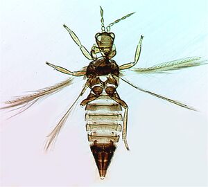 Hydatohaschemi.jpg