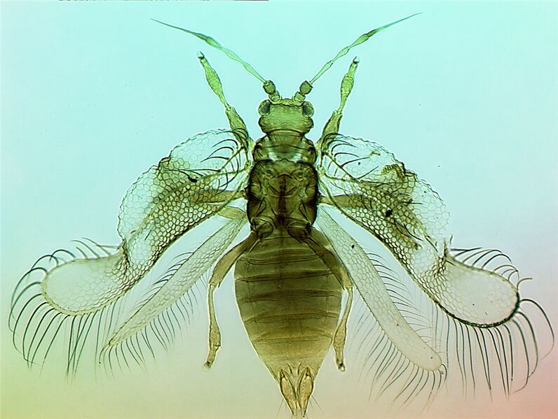 File:ArachisoFull.jpg