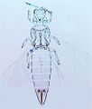Asproseminigricornis.jpg