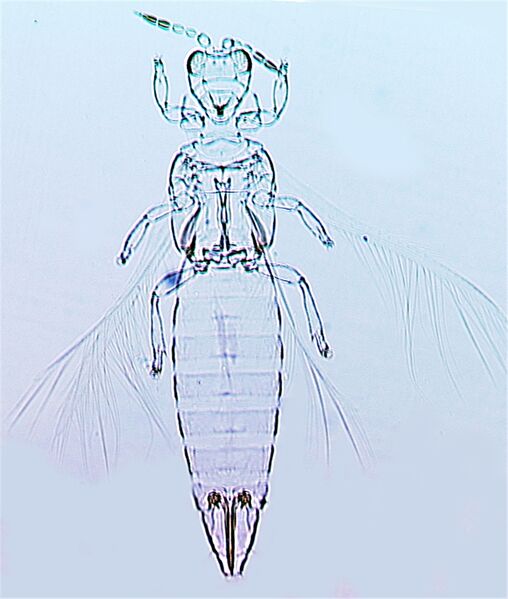 File:Asproseminigricornis.jpg