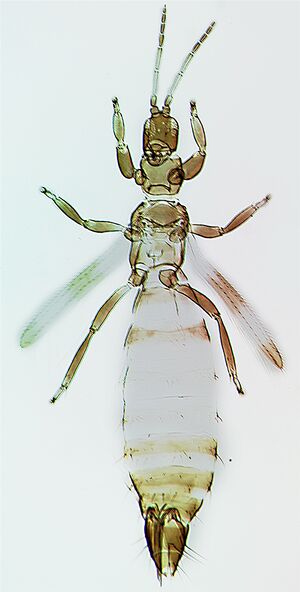 Gelocinctus.jpg