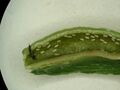 4melanoxylon5-1-.JPG