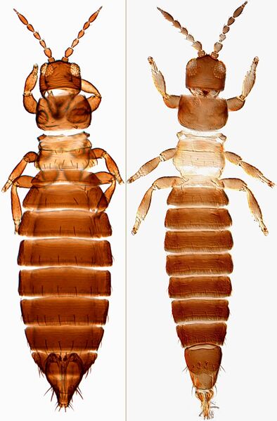 File:ApteroAptFull.jpg