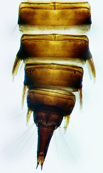 File:XanioMulgaSetae.jpg
