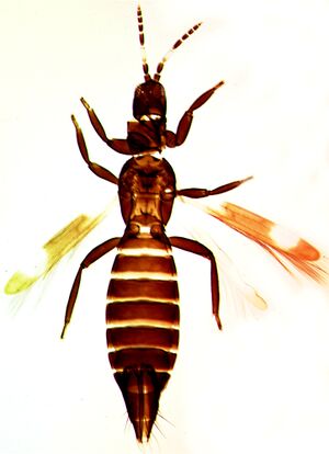Desmouniguttus.jpg