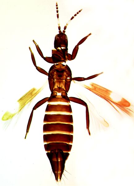 File:Desmouniguttus.jpg