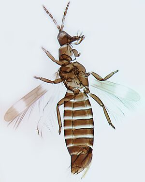 Desmosteeleae.jpg