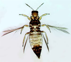 Hydatobhattii.jpg