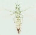 Thumbnail for version as of 03:24, 22 April 2013