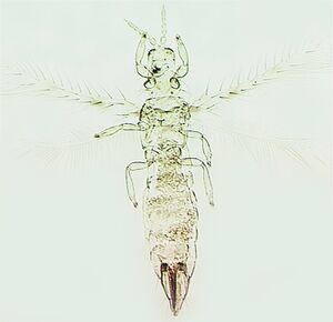 Scolothrips sexmaculatus.jpg