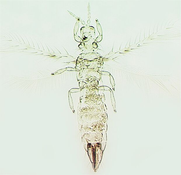 File:Scolothrips sexmaculatus.jpg