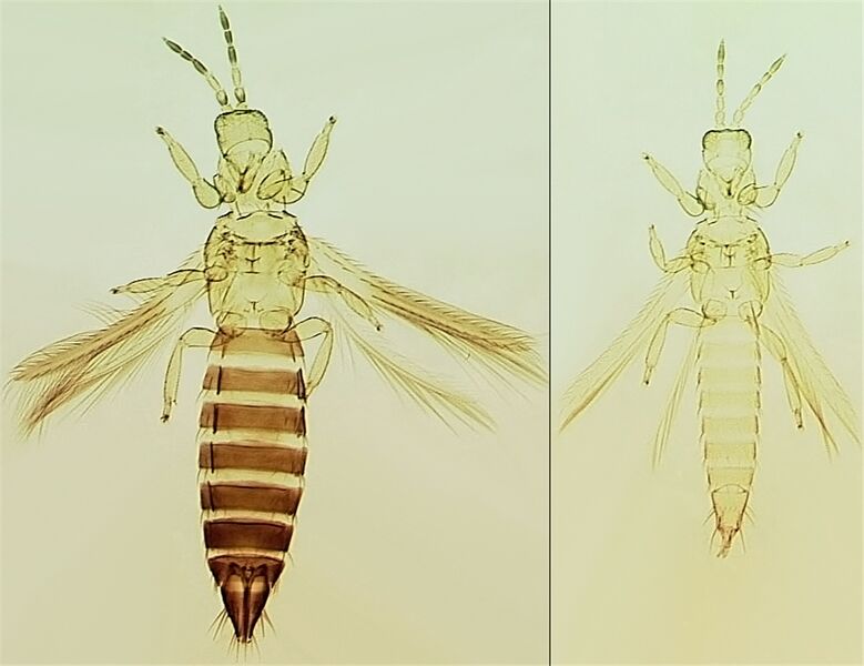 File:ThripsHawMaleFemFull1.jpg