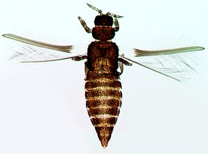 DendroHowei.jpg