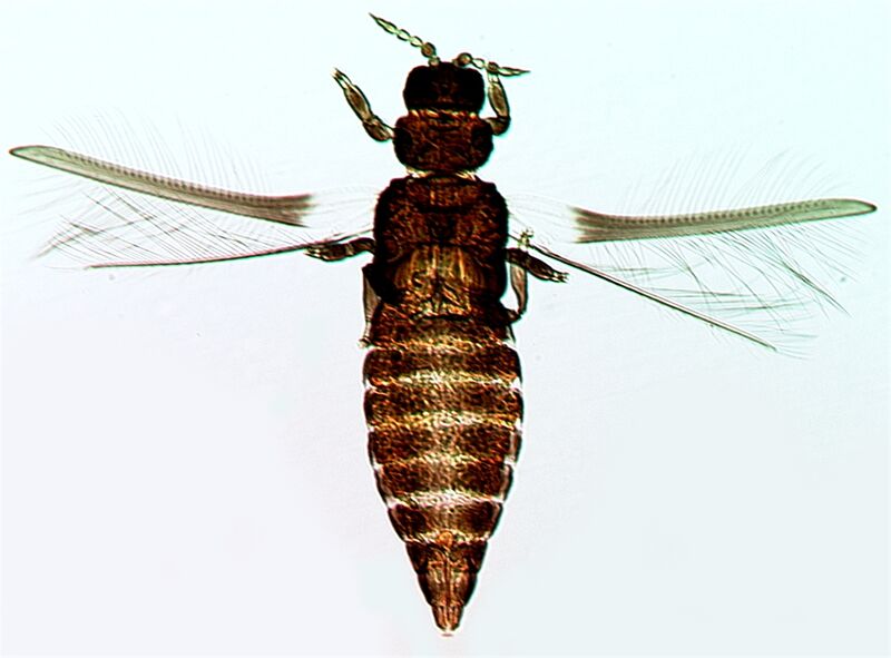File:DendroHowei.jpg