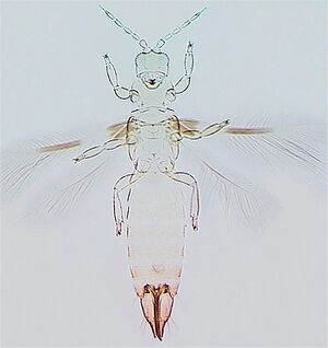 Chaetanaphothrips orchidii.jpg