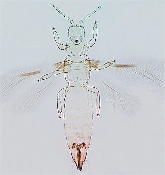 File:Chaetanaphothrips orchidii.jpg