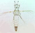 Thumbnail for version as of 02:19, 25 March 2013