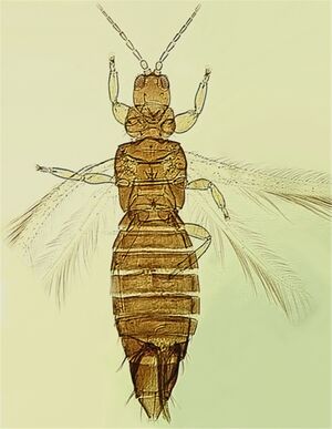 Holarthrojosfull.jpg