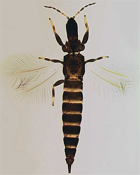 File:MacroArgFull.jpg