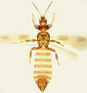 Melanthrips ficalbii.jpg