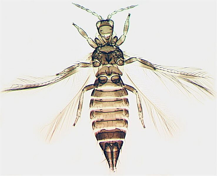 File:Neohydatothrips sambuci.jpg