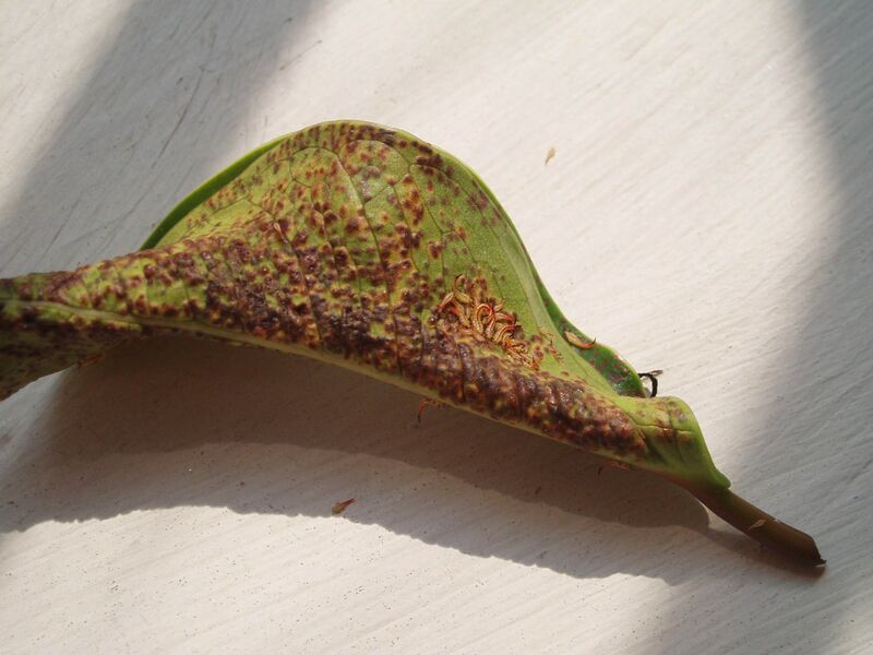 File:Ficus thrips larvae 1.jpg