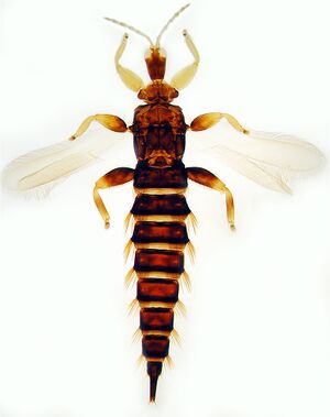 Xaniothrips xantes.jpg