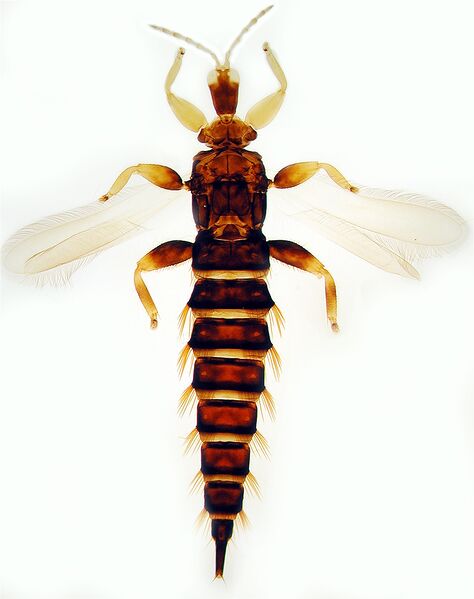 File:Xaniothrips xantes.jpg