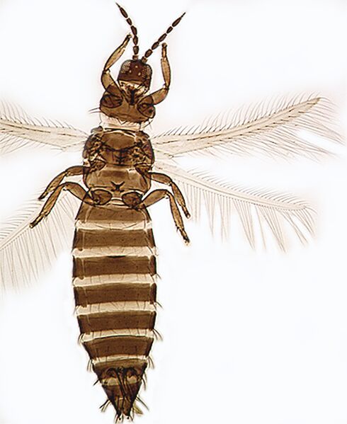 File:Ceratothrips ericae.jpg