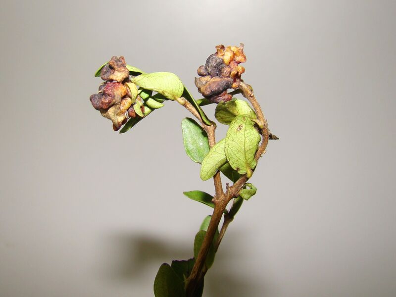 File:Myrtaceae gall3-1-.jpg