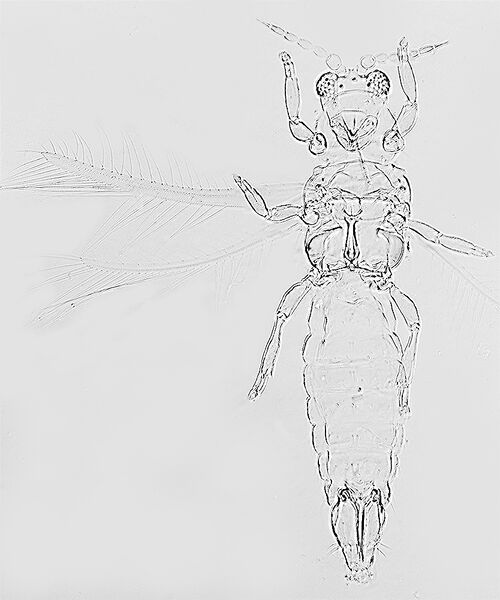 File:LeucoFurcatusFull.jpg