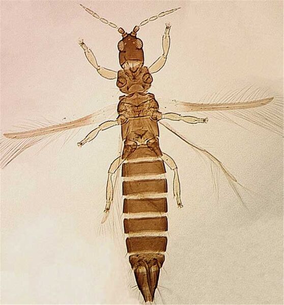 File:Sciofull.jpg