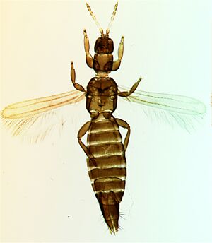 Desmostepheni.jpg