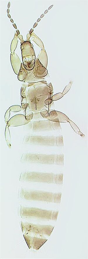 Merothrips brunneus.jpg