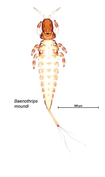 File:Baenothrips whole scale edit.jpg