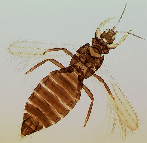 File:DactulioXeroph cleaned.jpg