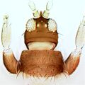 Thumbnail for version as of 22:05, 24 March 2013